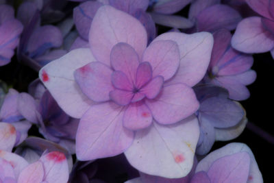 Close-up of flowers blooming outdoors