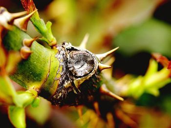 Close-up of insect on leaf