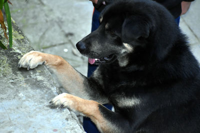 Close-up of dog looking away