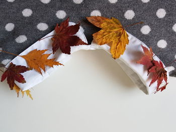 High angle view of maple leaves on white background