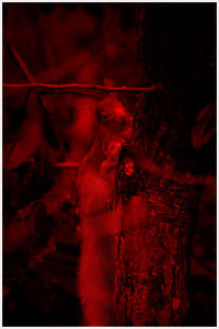 Full frame shot of red berries