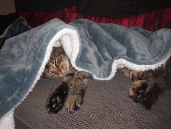 Cat sleeping under the blanket 