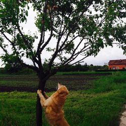 Dog on field against sky