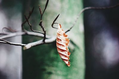 Close-up of dry leaves on plant