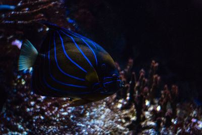 Close-up of fish swimming in sea