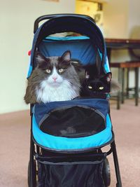 Two cats in a stroller