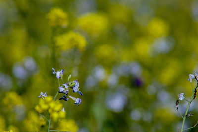 Close-up of purple flowering plant