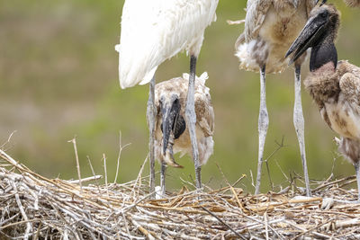 Close-up of bird