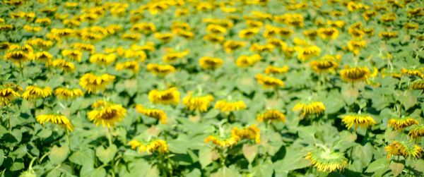 Scenic view of oilseed rape field