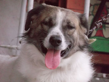 Close-up portrait of dog yawning