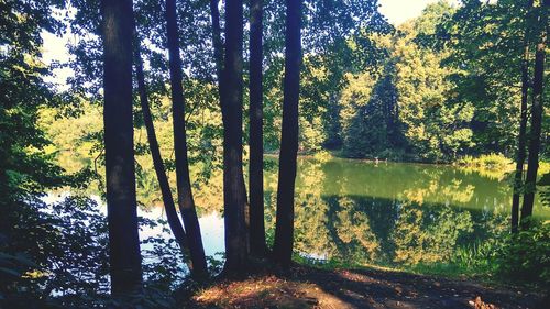 Scenic view of forest against sky