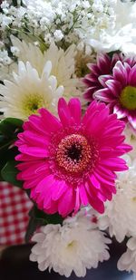 Close-up of pink daisy flower