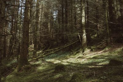 Trees in forest