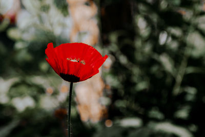 Close-up of red poppy flower