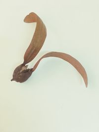 Close-up of fruit against white background