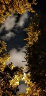 Low angle view of trees against sky