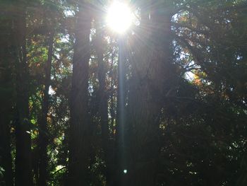 Sun shining through trees