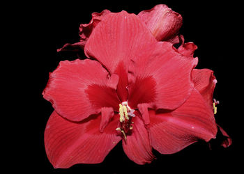 Close-up of flower blooming against black background