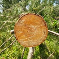Close-up of log on tree stump