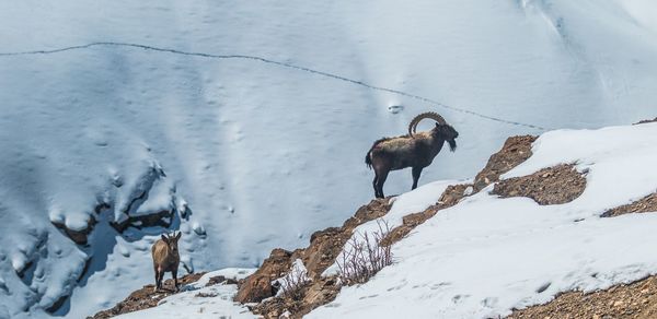 View of ibex on snow covered landscape