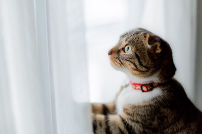 Close-up of cat at home