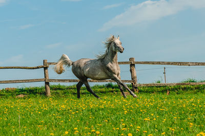 Horse on field against sky