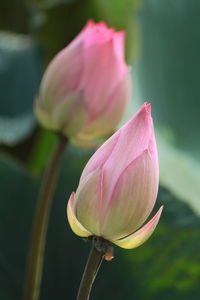 Close-up of pink  lotus