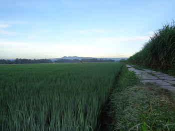 Scenic view of agricultural field against sky