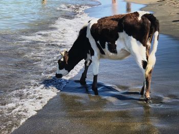 Horse standing on shore at beach