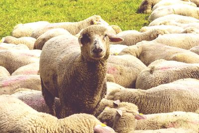Sheep relaxing in a farm