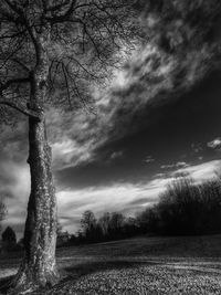 Trees on field against cloudy sky