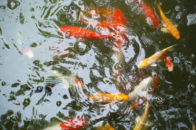 High angle view of koi carps swimming in lake