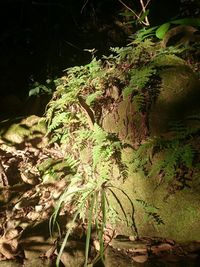 Close-up of plant growing on field