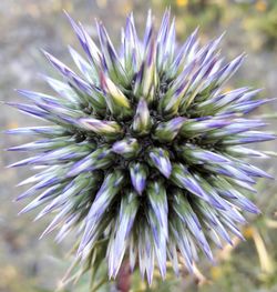 Close-up of purple flowers