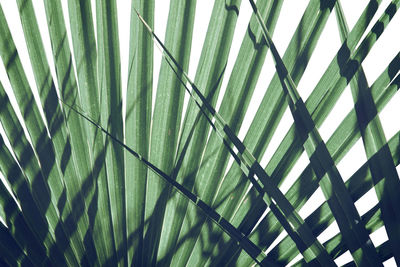 Low angle view of palm tree