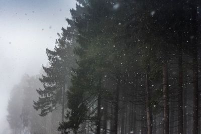 Low angle view of trees in forest during winter