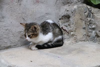 Cat sitting outdoors