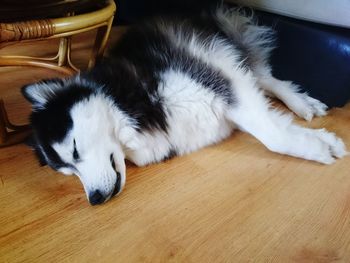 High angle view of dog sleeping on hardwood floor