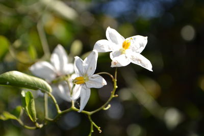 Close-up of white flowering plant