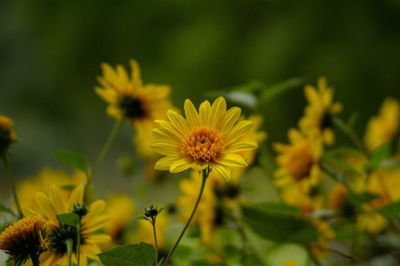 Close-up of yellow flowering plant on field