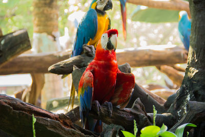 Close-up of parrot perching on tree