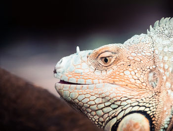 Close-up of lizard