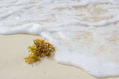 Close-up of white flower on beach