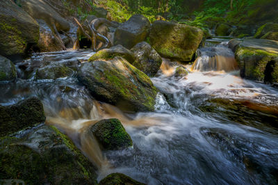 Scenic view of waterfall in forest