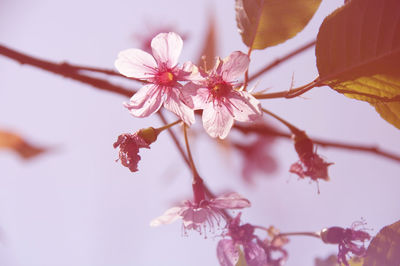 Low angle view of cherry blossom tree