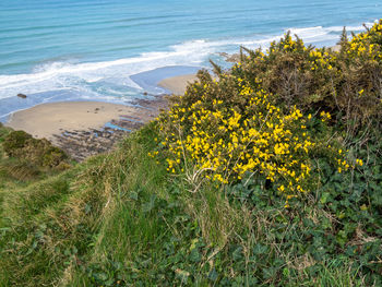 Scenic view of sea and yellow flowers on beach