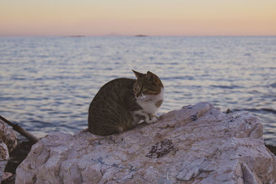 Cat on the rock with the sea