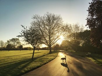 Dog standing on street by park against sky during sunset