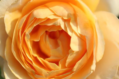 Close-up of rose