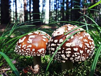 Close-up of mushroom growing in forest